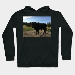 Scottish Highland Cattle Bull 1497 Hoodie